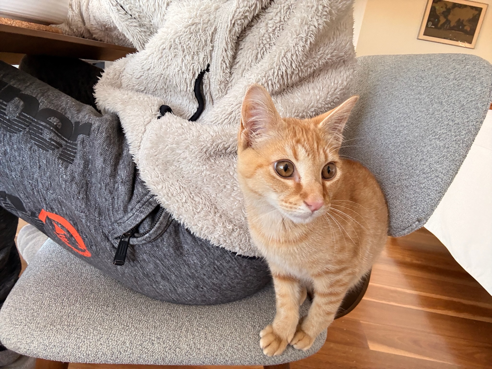 Storm, a ginger tabby, standing beside his bed