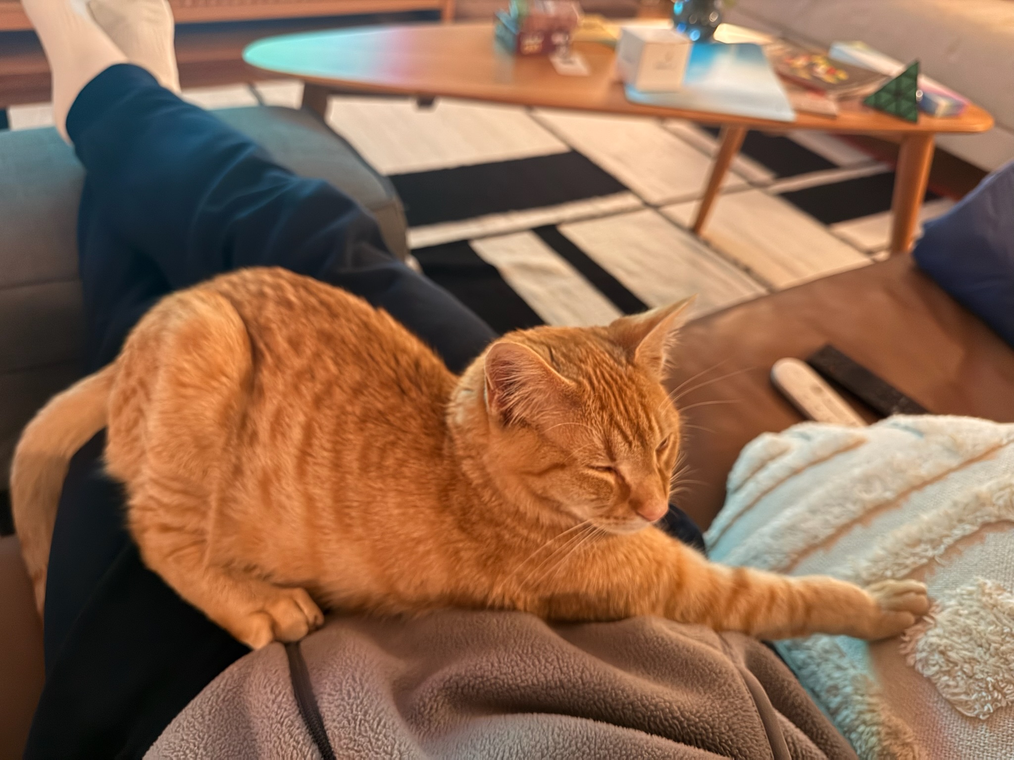Storm sleeping peacefully on a lap