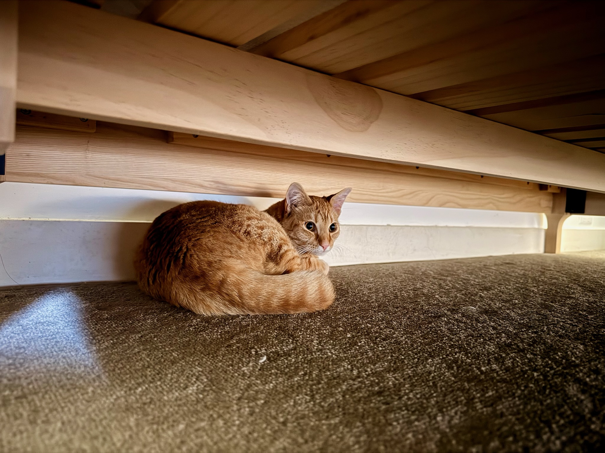 Storm peeking out from beneath a bed